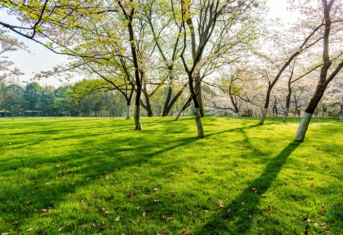 landscaping services