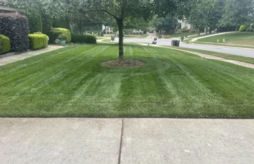 aeration and overseeding