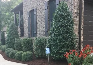 pine-needle-310
