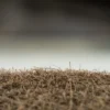 Why Is My Grass Dying in North Carolina