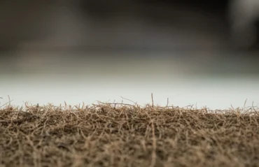Why Is My Grass Dying in North Carolina