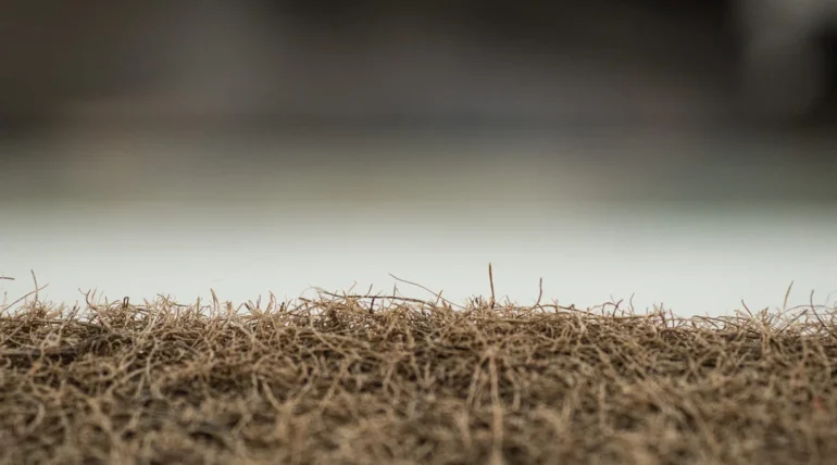 Why Is My Grass Dying in North Carolina